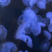 ヒメ日記 2026/04/27 16:50 投稿 はく メイドde本舗