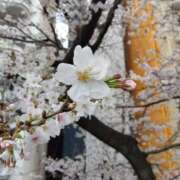 ヒメ日記 2026/03/29 12:47 投稿 加藤 ローズマリー大塚