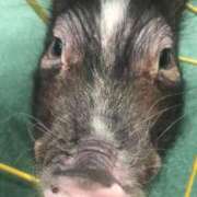 ヒメ日記 2026/04/13 20:30 投稿 あかね 極楽城(ゴクラクジョウ)