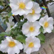 ヒメ日記 2026/04/22 10:58 投稿 ゆきね 熟女の風俗最終章 池袋店