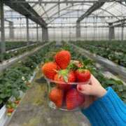 ヒメ日記 2026/03/17 23:21 投稿 すず ピンクコレクション大阪