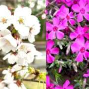 ヒメ日記 2026/03/31 13:53 投稿 みさき 西船人妻花壇