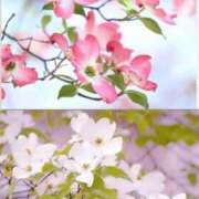 ヒメ日記 2026/04/18 14:00 投稿 みさき 西船人妻花壇