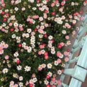 ヒメ日記 2026/06/21 08:17 投稿 ももか 池袋千姫