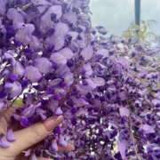 ヒメ日記 2026/04/20 19:03 投稿 かえら ハピネス札幌