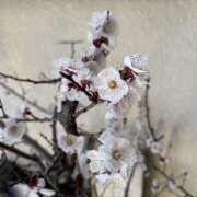 ヒメ日記 2026/03/14 20:03 投稿 ひろ 風鈴（ふうりん）