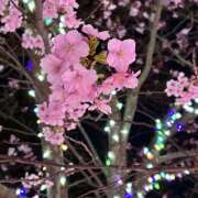 ヒメ日記 2026/03/29 13:25 投稿 ひろ 風鈴（ふうりん）