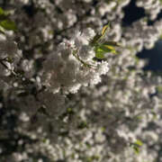 ヒメ日記 2026/04/12 00:11 投稿 ノドカ watermelon(ウォーターメロン)