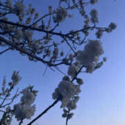 ヒメ日記 2026/03/15 22:09 投稿 ミヤビ watermelon(ウォーターメロン)