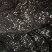 ヒメ日記 2026/03/24 23:12 投稿 ミヤビ watermelon(ウォーターメロン)