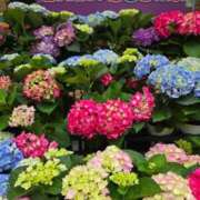 ヒメ日記 2026/06/20 08:20 投稿 藤沢★(二輪車可） Club夢