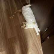 ヒメ日記 2026/03/31 17:27 投稿 雅子◯な ワンダーホール24in幕張