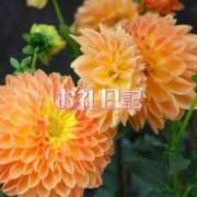 ヒメ日記 2026/09/04 08:25 投稿 紗帆(さほ) 渋谷蘭の会