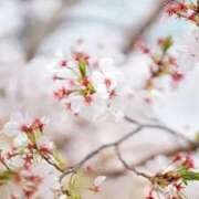 ヒメ日記 2026/03/12 00:31 投稿 遠藤なぎ 華椿