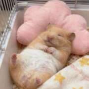 ヒメ日記 2026/03/10 12:16 投稿 くれあ ラブコレ