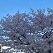 ヒメ日記 2026/04/09 16:51 投稿 さな ピンクコレクション大阪