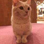 ヒメ日記 2026/04/14 12:41 投稿 さな ピンクコレクション大阪