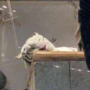 ヒメ日記 2026/06/14 12:51 投稿 さな ピンクコレクション大阪