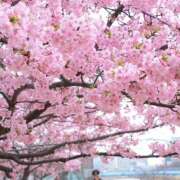 ヒメ日記 2026/03/11 14:16 投稿 新人・れな 人妻花かんざし