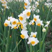 ヒメ日記 2026/03/14 07:30 投稿 新人・れな 人妻花かんざし