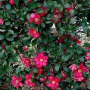 ヒメ日記 2026/03/17 13:11 投稿 新人・れな 人妻花かんざし