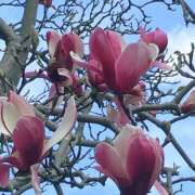 ヒメ日記 2026/03/18 12:51 投稿 新人・れな 人妻花かんざし