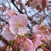 ヒメ日記 2026/03/21 14:11 投稿 新人・れな 人妻花かんざし