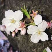 ヒメ日記 2026/03/22 07:28 投稿 新人・れな 人妻花かんざし