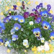 ヒメ日記 2026/03/24 08:22 投稿 新人・れな 人妻花かんざし