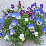 ヒメ日記 2026/03/24 08:27 投稿 新人・れな 人妻花かんざし