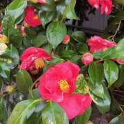 ヒメ日記 2026/03/25 15:55 投稿 新人・れな 人妻花かんざし