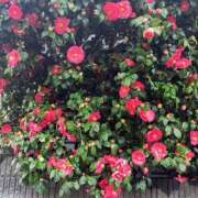 ヒメ日記 2026/03/28 07:37 投稿 新人・れな 人妻花かんざし