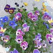 ヒメ日記 2026/04/07 08:45 投稿 新人・れな 人妻花かんざし