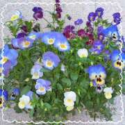 ヒメ日記 2026/04/13 07:34 投稿 新人・れな 人妻花かんざし