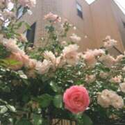 ヒメ日記 2026/04/13 12:17 投稿 新人・れな 人妻花かんざし