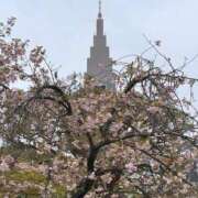 ヒメ日記 2026/04/05 14:47 投稿 三好ひなた 熟女パラダイス鶯谷店(カサブランカグループ)