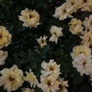 ヒメ日記 2026/03/30 20:31 投稿 高瀬　みな ナディア（奈良）