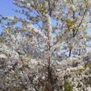 ヒメ日記 2025/03/31 16:55 投稿 のりか 妻天 京橋店