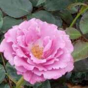 ヒメ日記 2025/06/07 18:55 投稿 のりか 妻天 京橋店