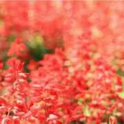 ヒメ日記 2026/03/12 20:40 投稿 るり 奥鉄オクテツ大阪