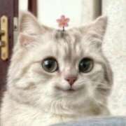 ヒメ日記 2026/03/17 01:02 投稿 金井 桃李（とうり）