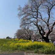 ヒメ日記 2026/04/07 10:42 投稿 いつき 桃李（とうり）