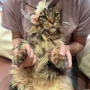 ヒメ日記 2026/04/17 07:42 投稿 ななせ 桃李（とうり）