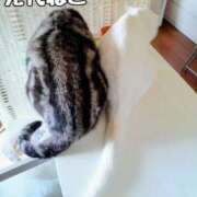 ヒメ日記 2026/03/15 19:02 投稿 しのぶ 桃李（とうり）