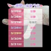 ヒメ日記 2026/03/25 08:02 投稿 しのぶ 桃李（とうり）