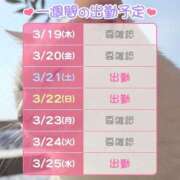 ヒメ日記 2026/03/19 09:06 投稿 すみれ 桃李（とうり）