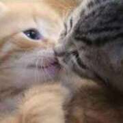 おりか キスとカメ🐢 桃李（とうり）