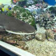 ヒメ日記 2026/06/20 13:42 投稿 あかね 桃李（とうり）