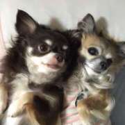 ヒメ日記 2026/04/11 07:42 投稿 みさき 桃李（とうり）