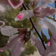 ヒメ日記 2026/03/16 15:12 投稿 りんか 桃李（とうり）